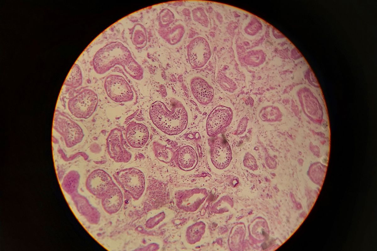 Biological cells viewed under a microscope, showing repeating structure