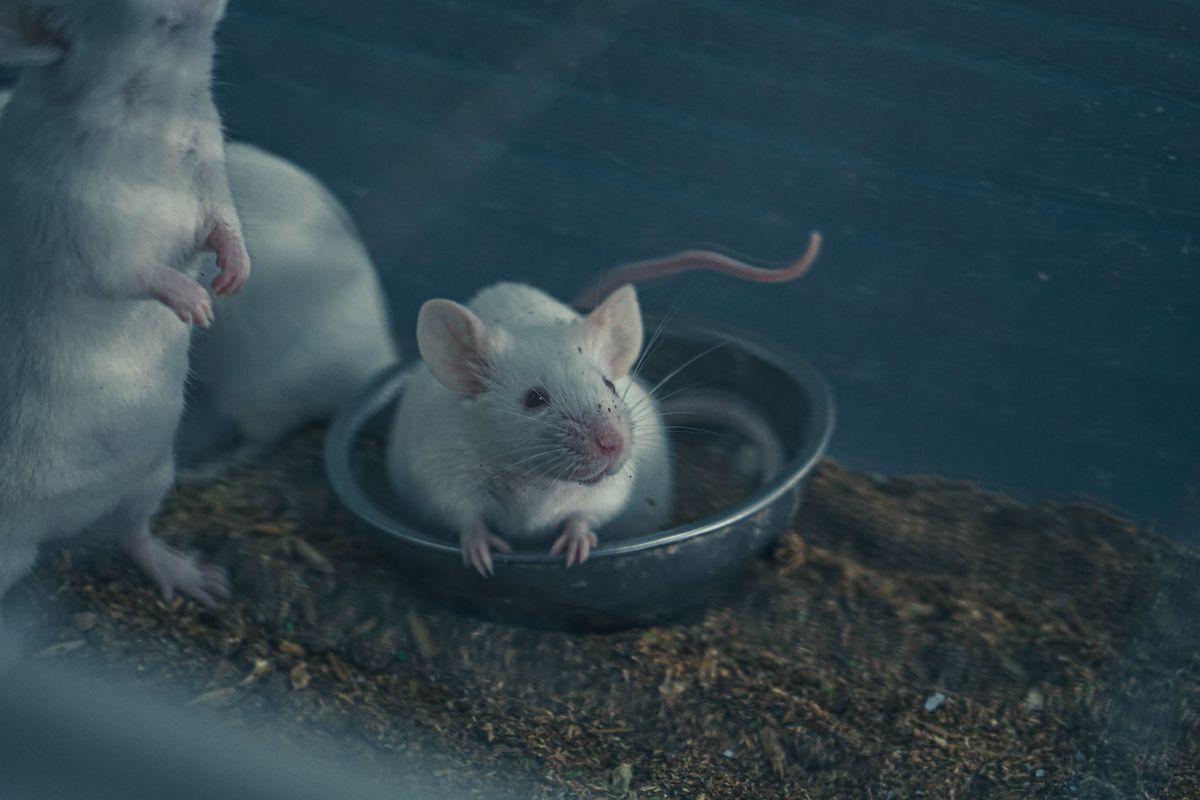 White laboratory mice in a research cage